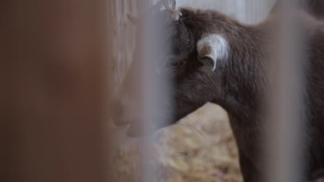 caged goat is irritated by fly while eating, slow motion