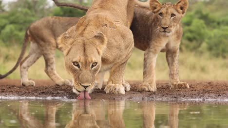 closeup of a lioness and two cubs drinking at eye level at a waterhole in zimanga, south africa