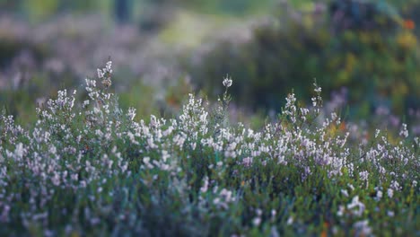 blooming heather in norwegian moorlands