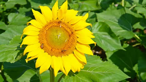 pan view blooming sunflowers in the field close up in a sunny morning