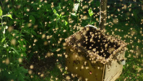 thousands of beneficial bees flying around hive