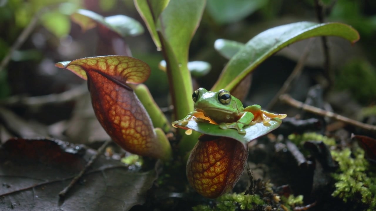 Peeking green tree frog sensing gap, pushing onto leaf in forest floor, perching on pitcher plant