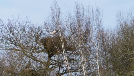 White-stork-bends-to-feed-young-chicks-in-nest-obscured-by-branches