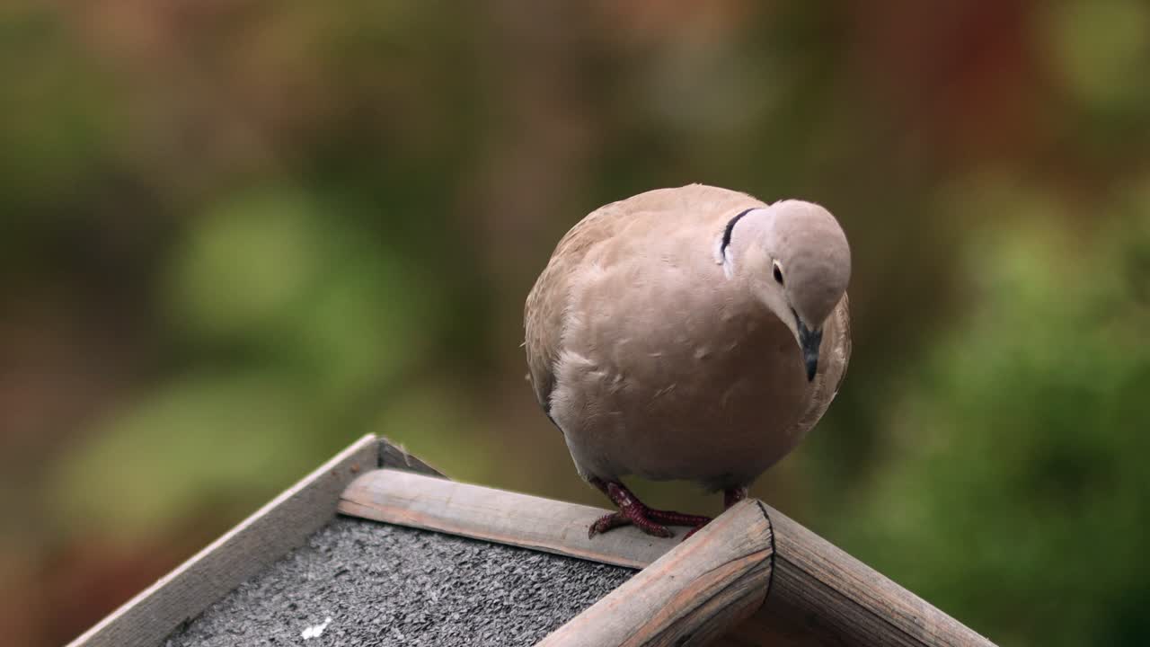 comedero de pájaros para pájaros pequeños con una paloma de cuello euroasiático en la parte superior con un fondo borroso fuera de foco verde natural y de color otoñal