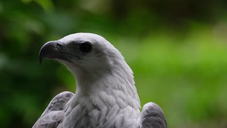 mirando hacia la izquierda mientras la cámara hace zoom, el águila de mar de vientre blanco haliaeetus leucogaster, filipinas