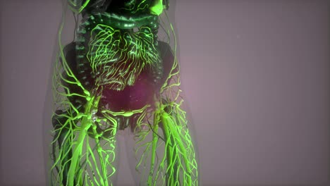 cuerpo humano con vasos sanguíneos brillantes