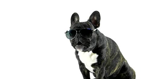 french bulldog sitting in glasses licking, white background