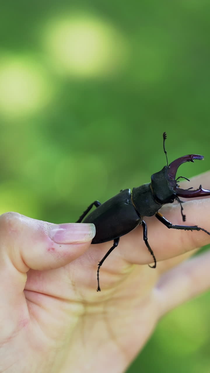Stag beetle in hand. Lucanus cervus. Fighting beetles Vertical video