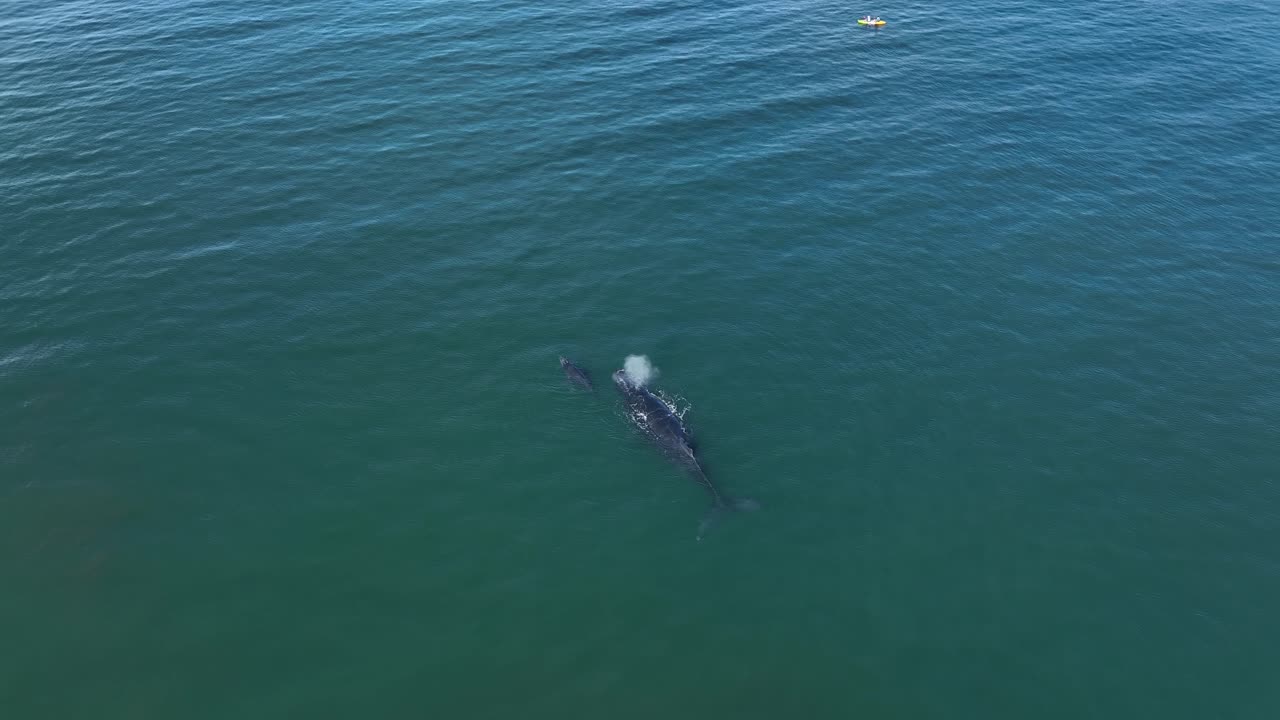 Kayakers Whale Watching In Hawaii