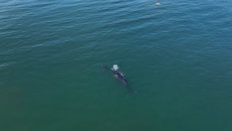 Avistamiento-De-Ballenas-En-Kayak-En-Hawaii