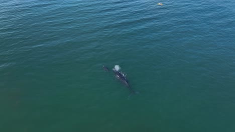 avistamiento de ballenas en kayak en hawaii