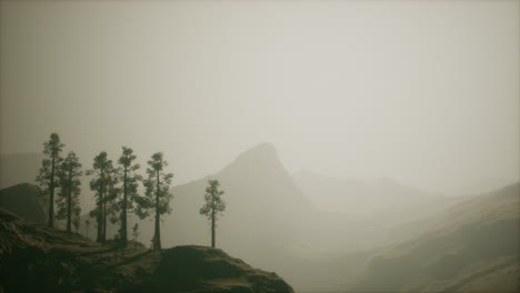 misty forest on the mountain slope