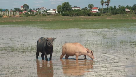 Two-Water-Buffalo-Enjoying-a-Dip-in-a-Water-Hole