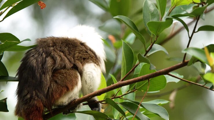 Un tamarino edipo siede su un ramo prima di muoversi attraverso un folto fogliame tropicale verde.
