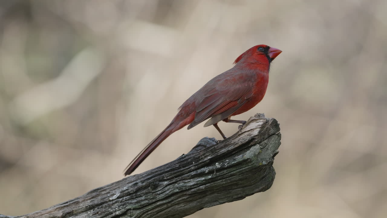 Northern Cardinal perched on a dry branch and posing before flying away - cardinalis cardinalis