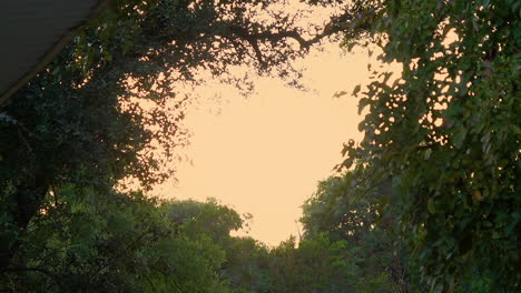 puesta de sol pacífica a través de los árboles, hd estático