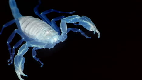 a blue translucent scorpion stands poised and marches out of view