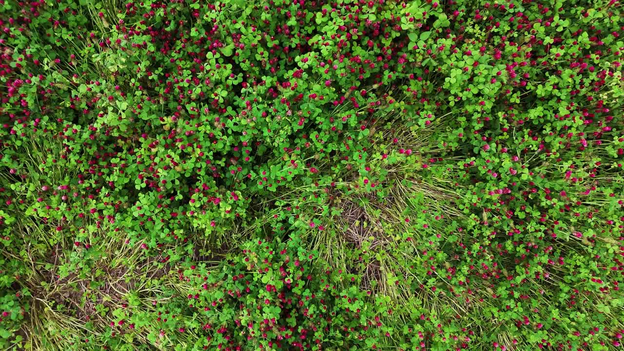 Red clover crops growing, aerial top down low angle view