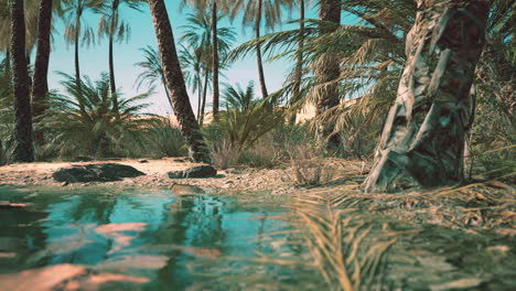 oasis verde con estanque en el desierto del sáhara