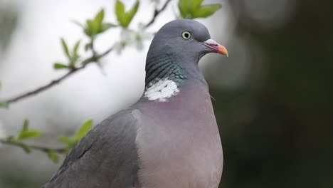 Woodpigeon,--Columba-palumbus,-in-closeup.-UK