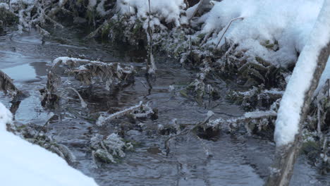 ice crystals on the grass grows on the small stream during winter