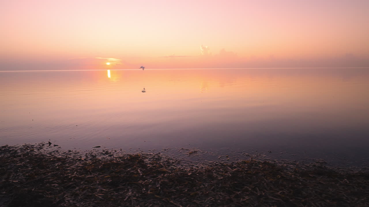 Beach Ocean Sea Sunrise Bird Flying