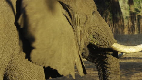 Vista-Lateral-En-Primer-Plano-De-Un-Elefante-Africano-Macho-Alimentándose-Bajo-La-Luz-Dorada-De-La-Tarde