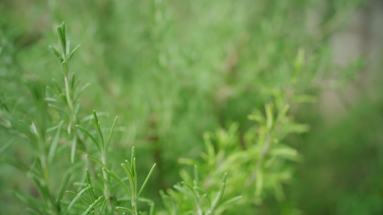 로즈마리 식물을 따라 추적