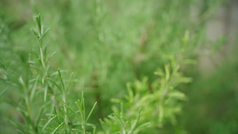 Tracking-Along-Rosemary-Plant