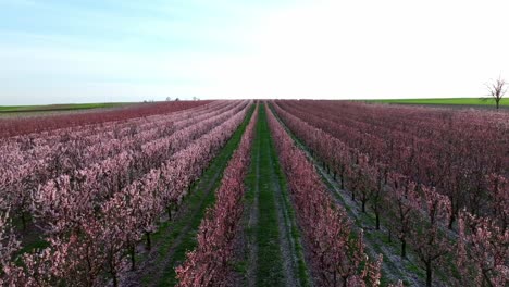 Paisaje-De-árboles-De-Huerto-De-Albaricoqueros-En-Flor-En-Tierras-De-Cultivo-Rurales