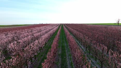 scenery of blooming apricot orchard trees on countryside farmland