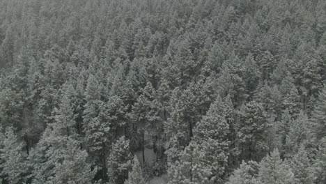 Open-Space-Evergreen-Colorado-first-snow-Aspen-Pine-Conifer-trees-aerial-drone-fall-autumn-winter-blizzard-snowy-Rocky-Mountain-front-range-Denver-historic-town-circle-right-parallax-movement