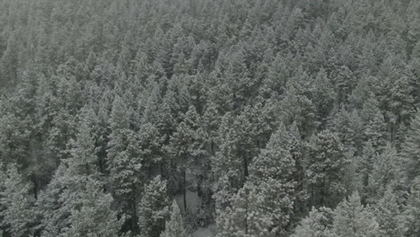 open space evergreen colorado first snow aspen pine conifer trees aerial drone fall autumn winter blizzard snowy rocky mountain front range denver historic town circle right parallax movement
