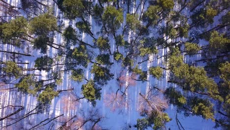 drone shot of a forest in winter