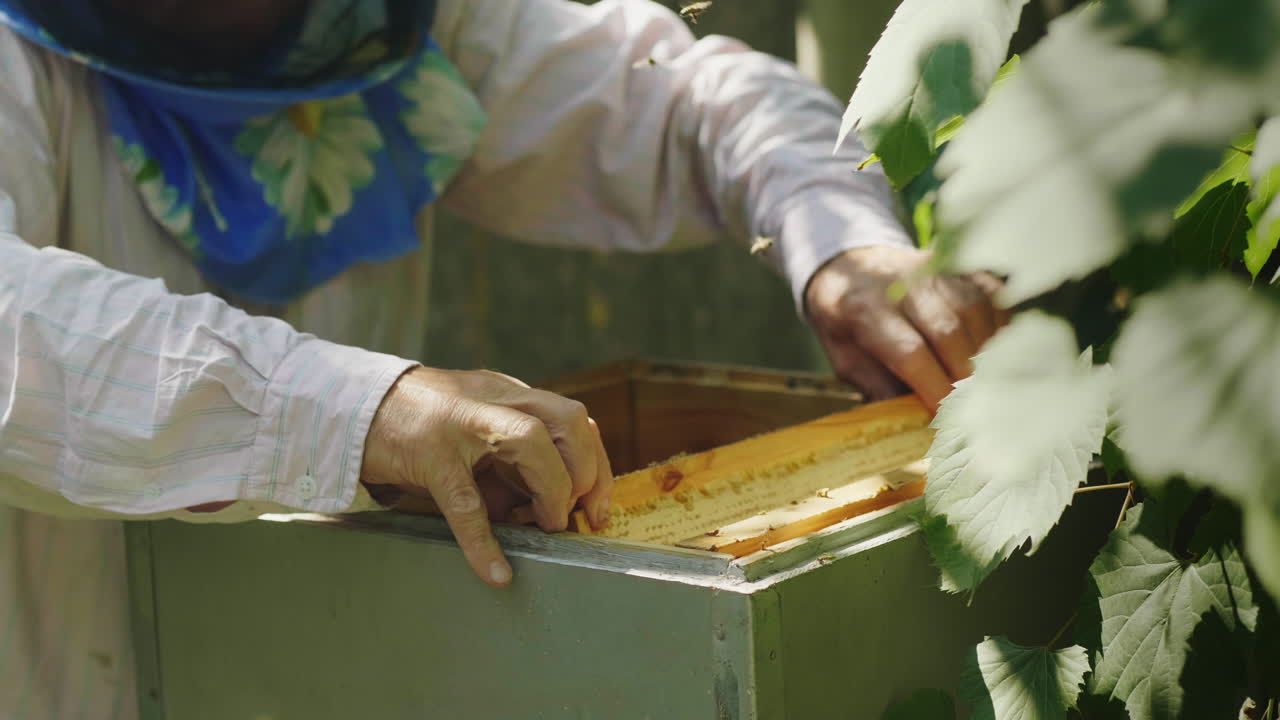apicultor inspecciona marcos con trabajos de abejas en colmenar video 4k