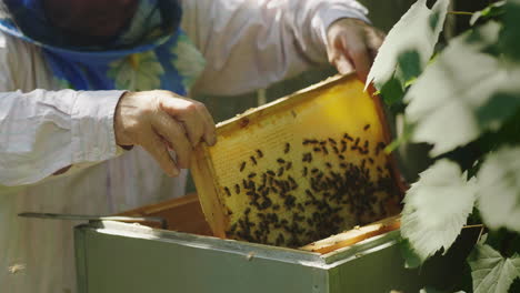 Imker-Inspiziert-Rahmen-Mit-Bienen-Arbeitet-Im-Bienenhaus-4k-Video