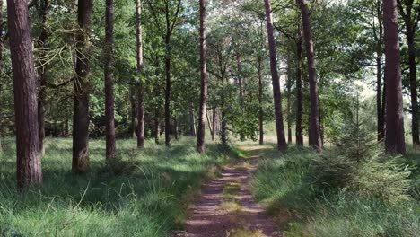 A path through a green forest