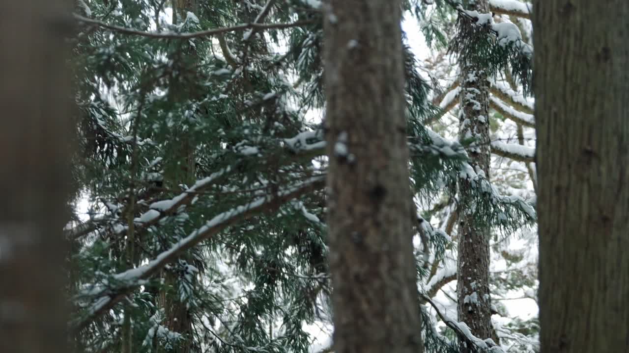 Immerse yourself in the tranquil beauty of Jigokudani's snowy forest. This cinematic video showcases majestic trees draped in fresh snow, creating a serene and enchanting winter landscape.