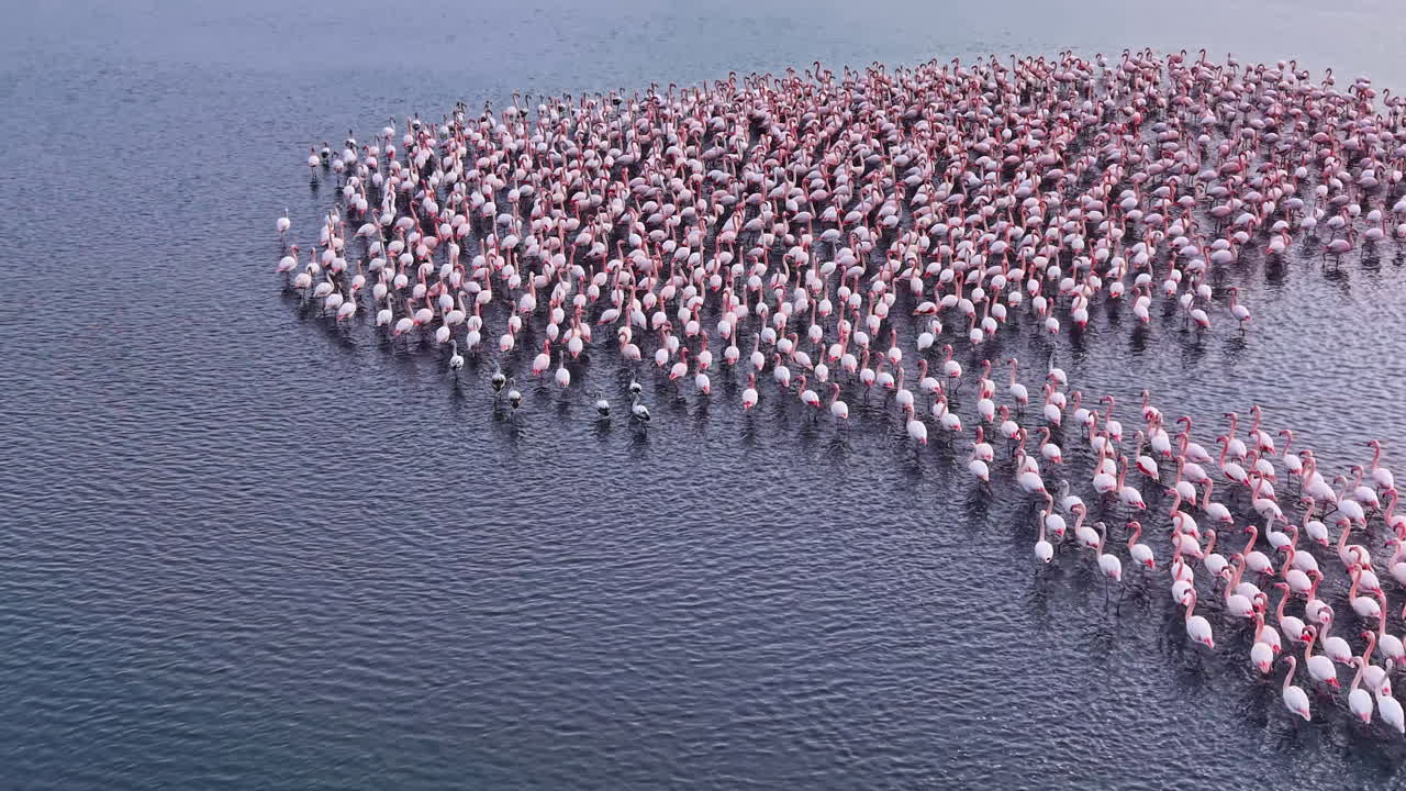 Flamingos gather in graceful clusters across a tranquil lagoon during early morning light, creating a stunning display of nature's beauty