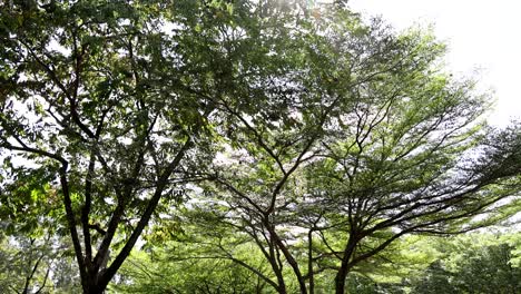 trees swaying gently in the breeze.