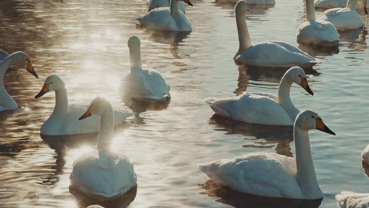 Swans in a misty morning hot spring