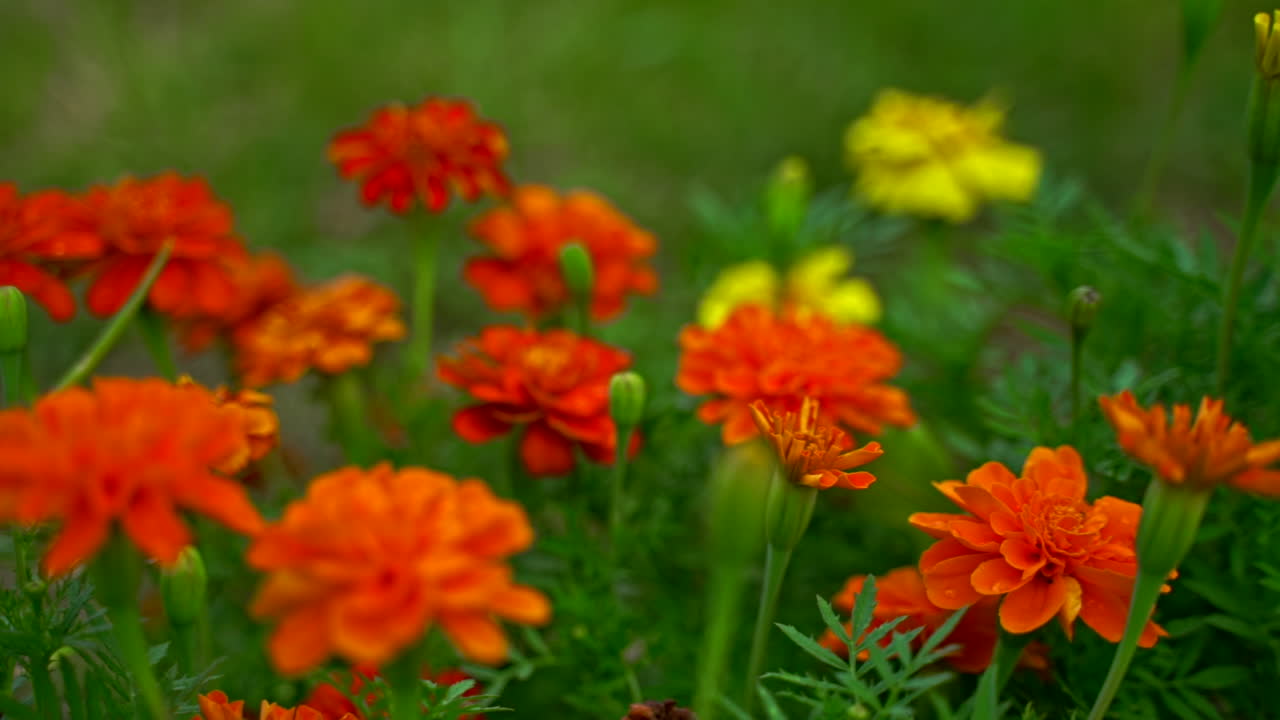 Marigolds with shallow depth of field in a garden