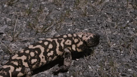 Primer-Plano-Del-Monstruo-De-Gila-Arrastrándose-En-El-Desierto-En-Cámara-Lenta