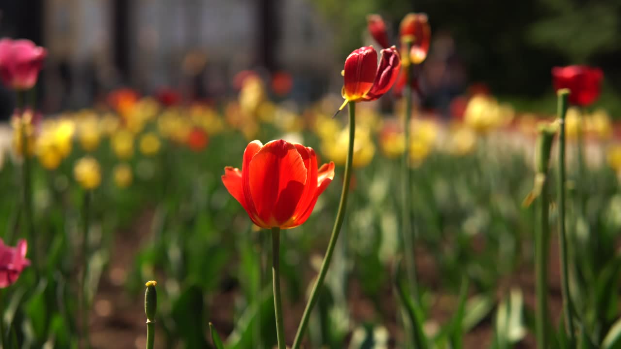 Kauniita tulppaaneja keväisessä puutarhassa