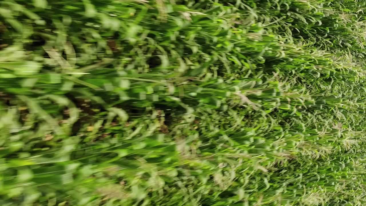 volando sobre el campo de maíz, video vertical en primer plano