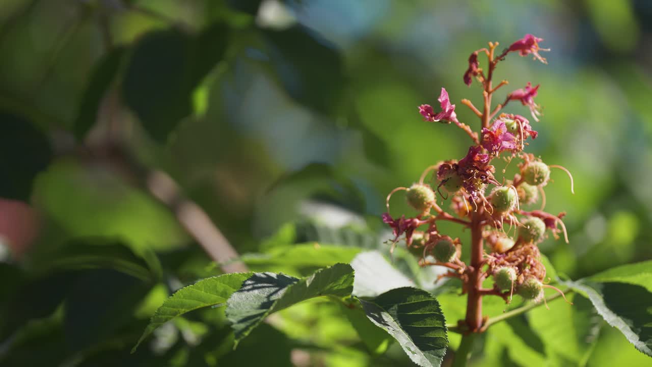 Horse chestnut panicle with flowers and young just formed fruits