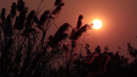 silueta de una flor de hierba en la puesta de sol 2