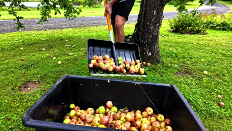 slow motion shot of man putting apples on a basket from ground