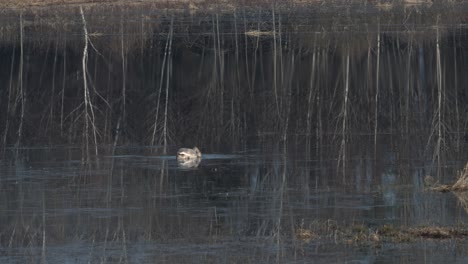 Joven-Cisne-Mudo-Está-Buscando-Comida-En-Los-Humedales