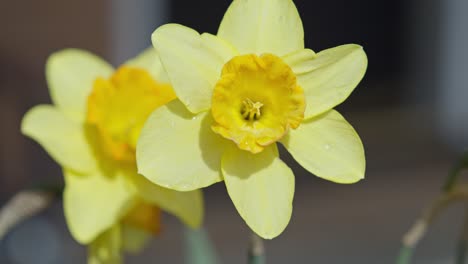 beautiful yellow daffodil narcissus flower close-up